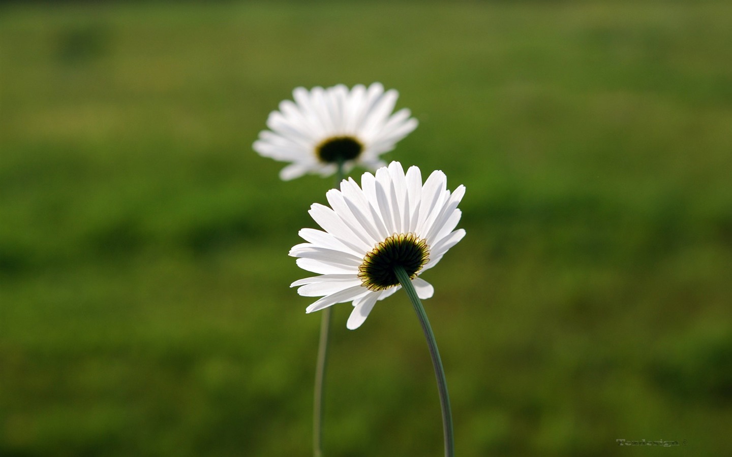 Pairs of flowers and green leaves wallpaper (1) #9 - 1440x900