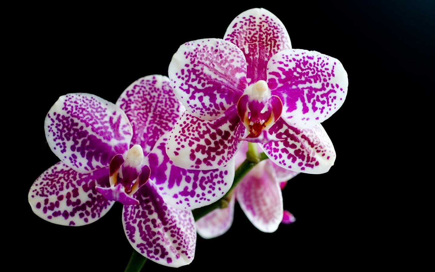 成雙的花兒和綠葉 壁紙(一) #11 - 1440x900
