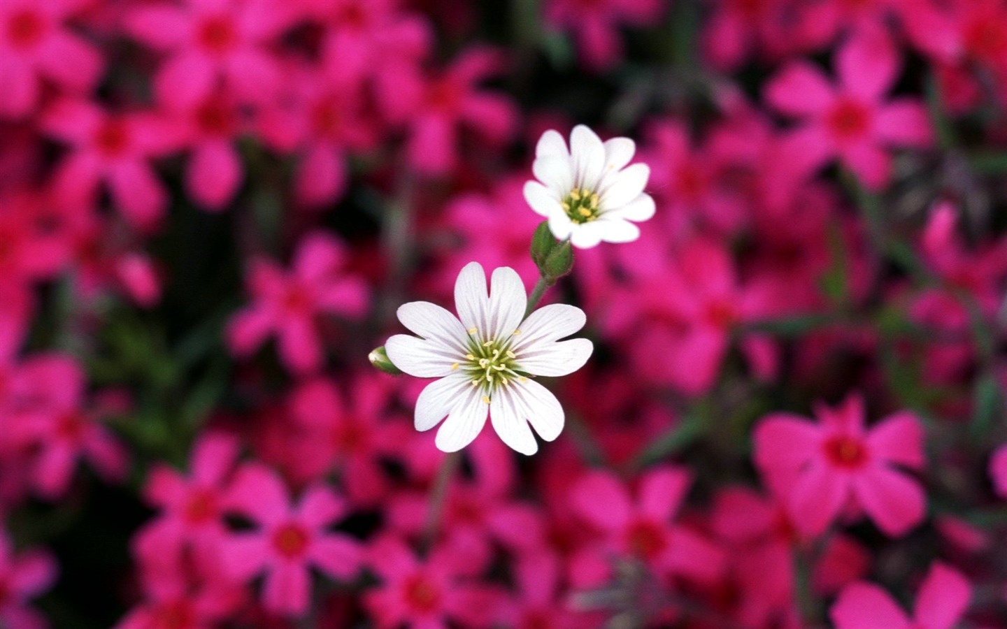 Pairs of flowers and green leaves wallpaper (2) #4 - 1440x900