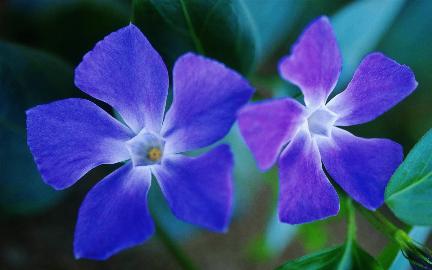 成雙的花兒和綠葉 壁紙(二) #11 - 1440x900