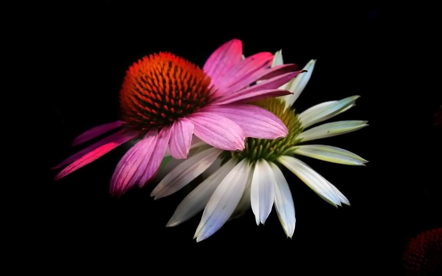 成雙的花兒和綠葉 壁紙(二) #15 - 1440x900