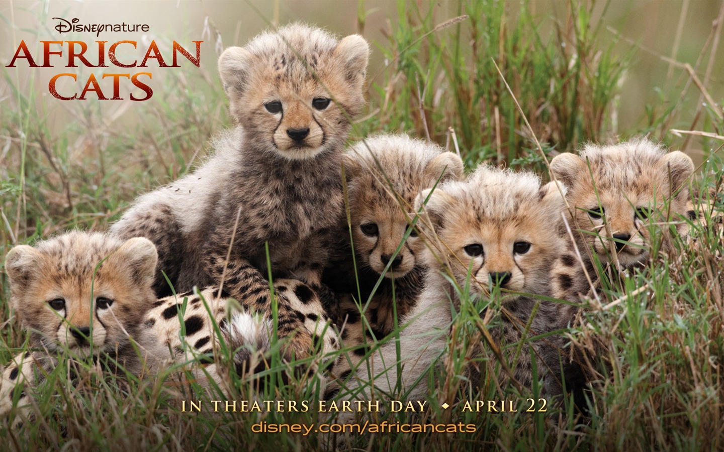 African Cats: Kingdom of Courage 非洲猫科：勇气国度1 - 1440x900