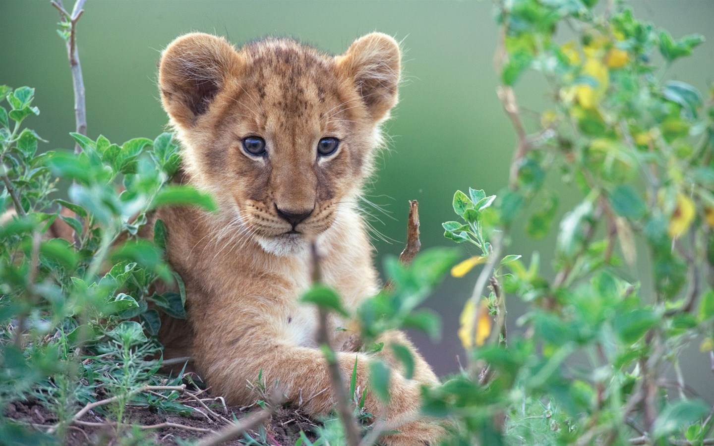 アフリカの猫：勇気の王国壁紙 #2 - 1440x900