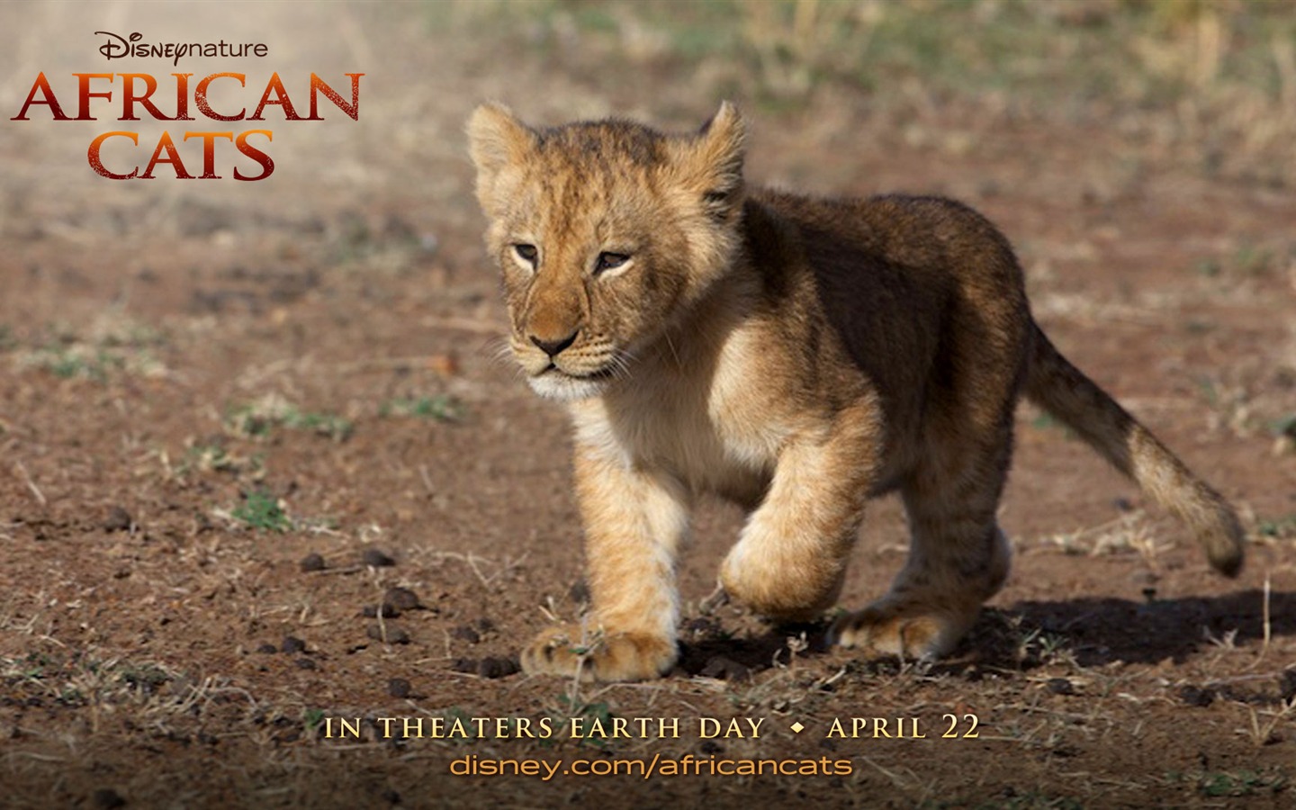 African Cats: Kingdom of Courage 非洲猫科：勇气国度4 - 1440x900