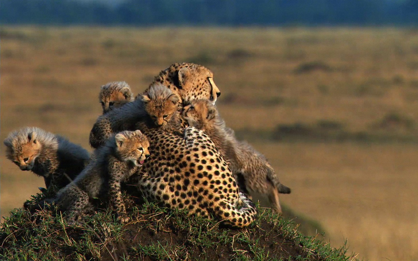 African Cats: Kingdom of Courage 非洲貓科：勇氣國度 #7 - 1440x900