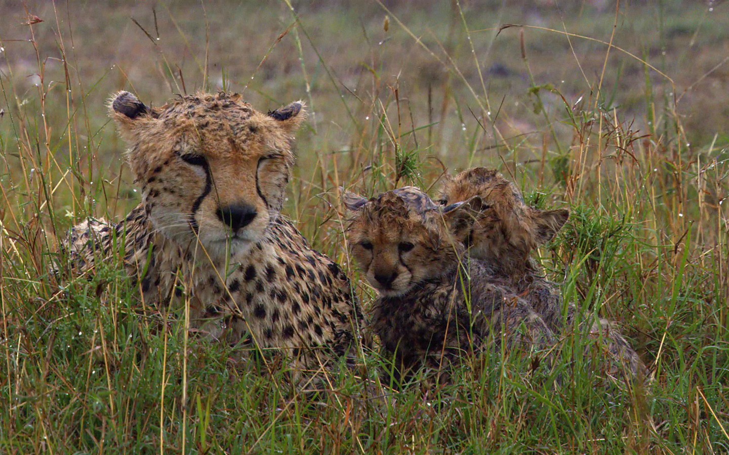 African Cats: Kingdom of Courage 非洲貓科：勇氣國度 #11 - 1440x900