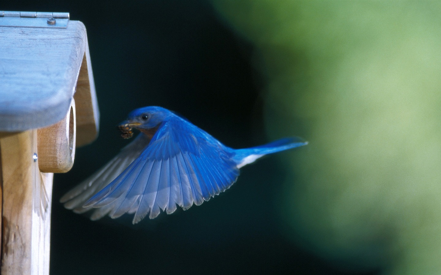 Animal Widescreen Wallpapers Collection (28) #9 - 1440x900