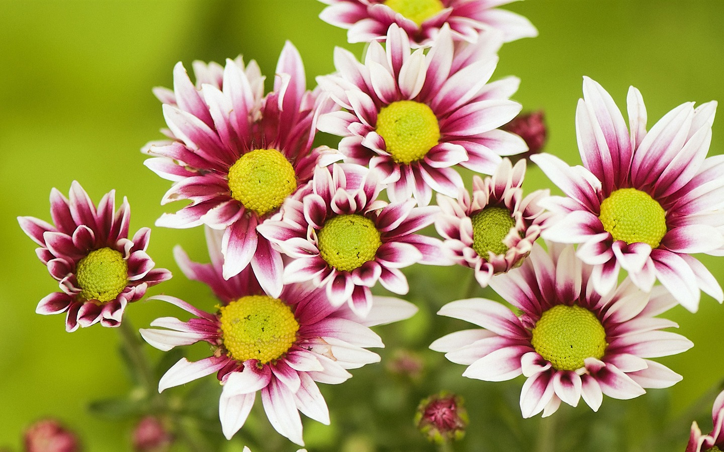 Widescreen-Wallpaper Blumen close-up (32) #1 - 1440x900