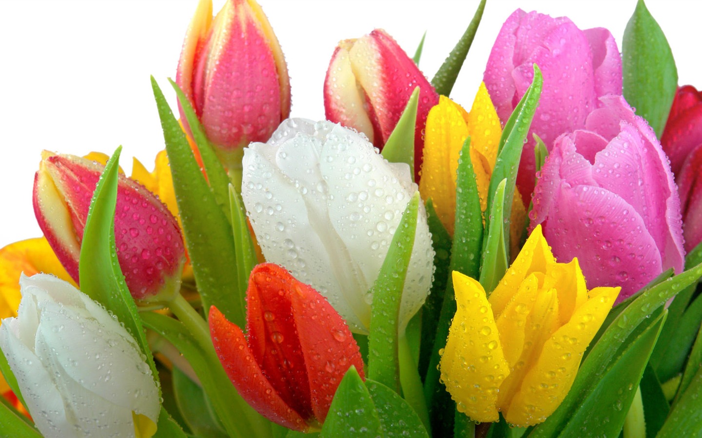 fleurs fond d'écran Widescreen close-up (32) #2 - 1440x900