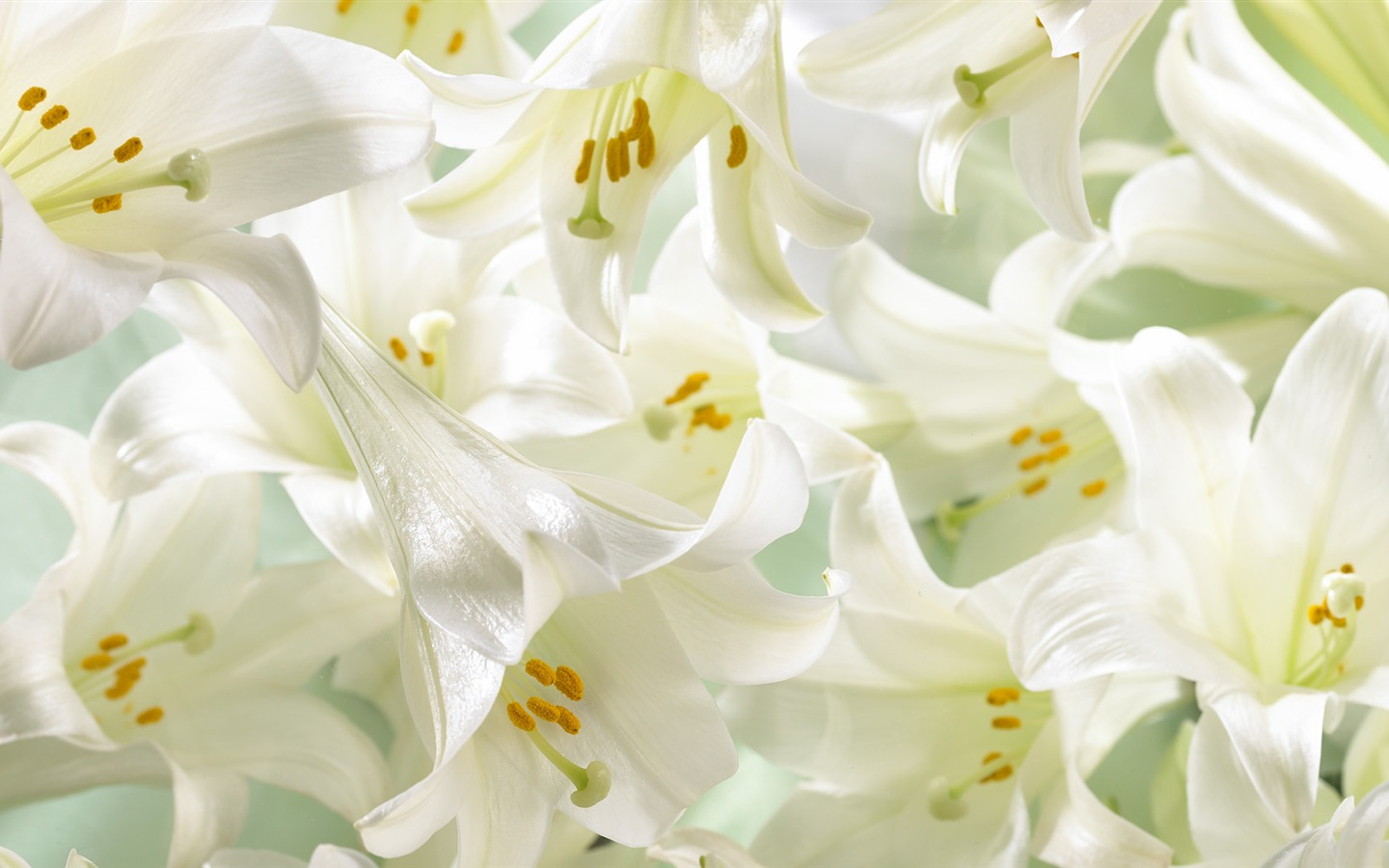 Widescreen wallpaper flowers close-up (32) #3 - 1440x900