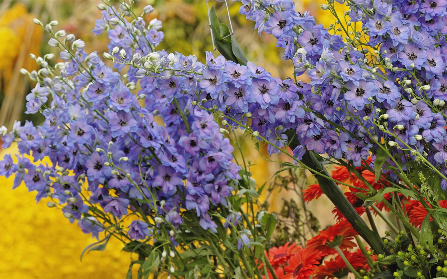 fleurs fond d'écran Widescreen close-up (32) #4 - 1440x900