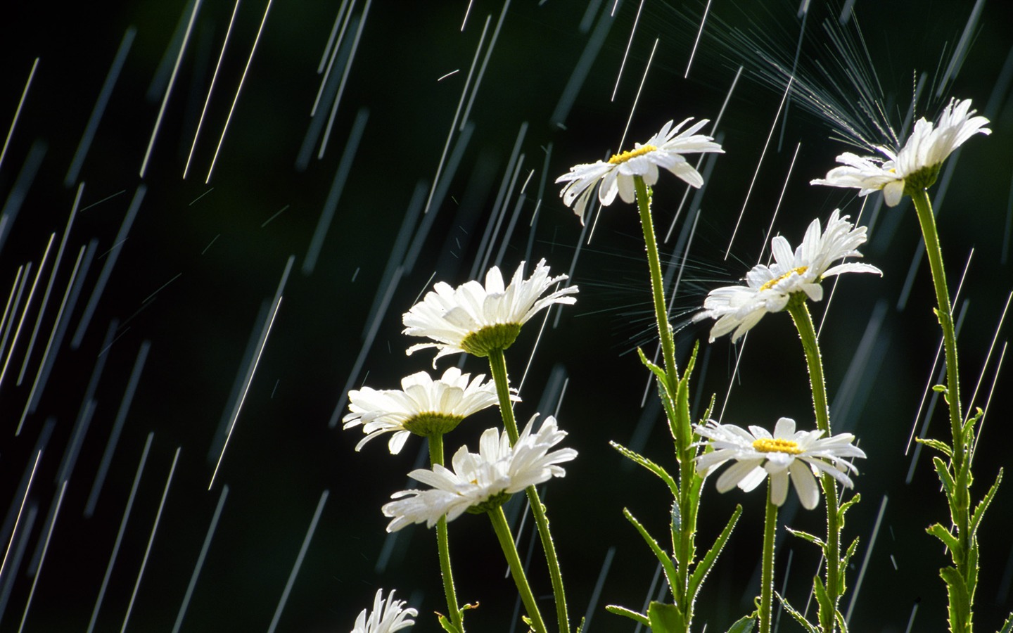 ワイドスクリーンの壁紙の花に近い(32)を開く #5 - 1440x900