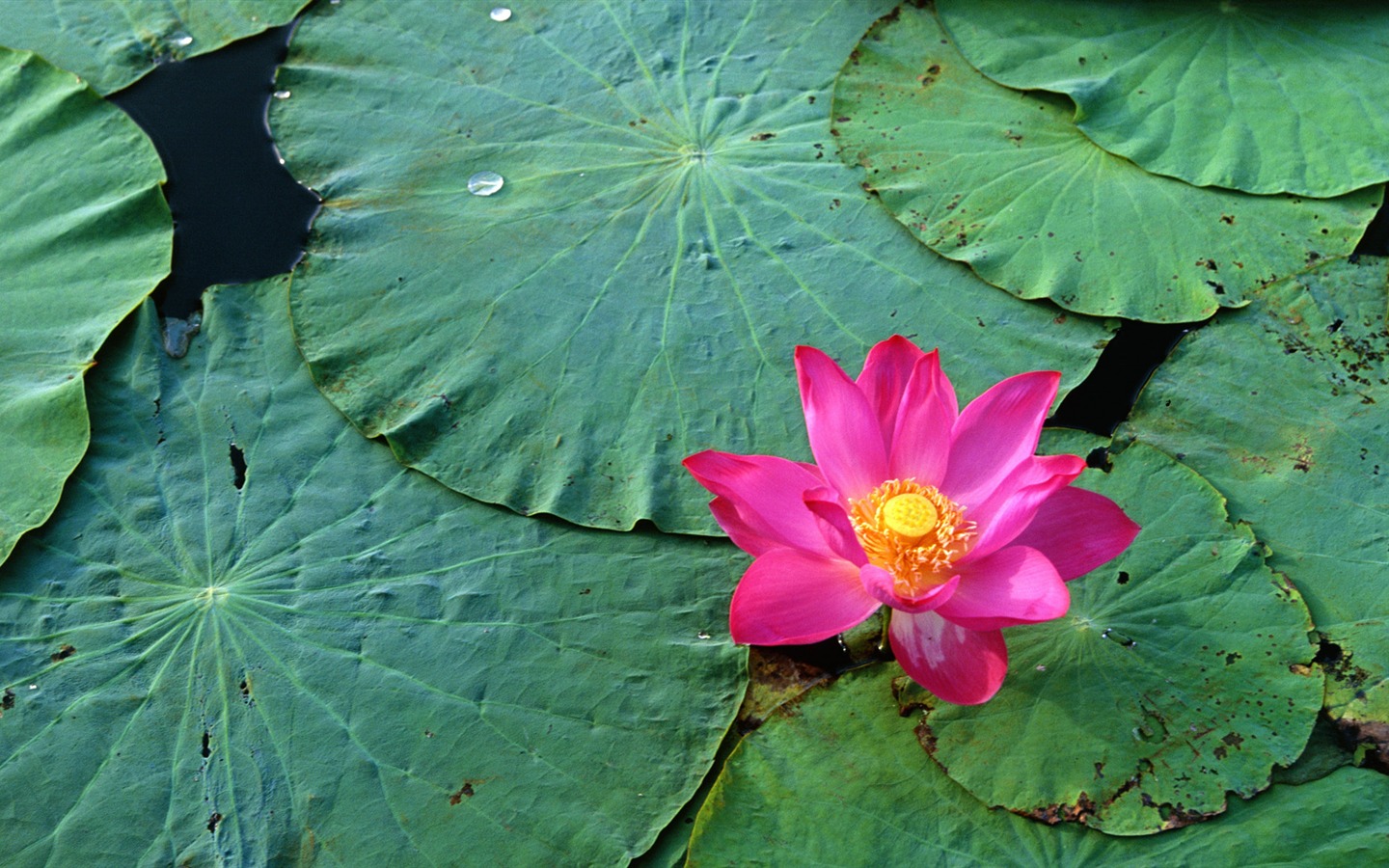 宽屏鲜花特写 壁纸(32)7 - 1440x900