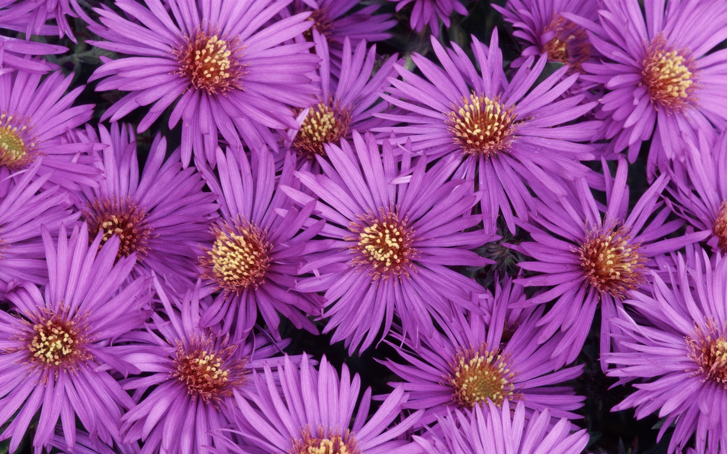 Widescreen wallpaper flowers close-up (32) #8 - 1440x900