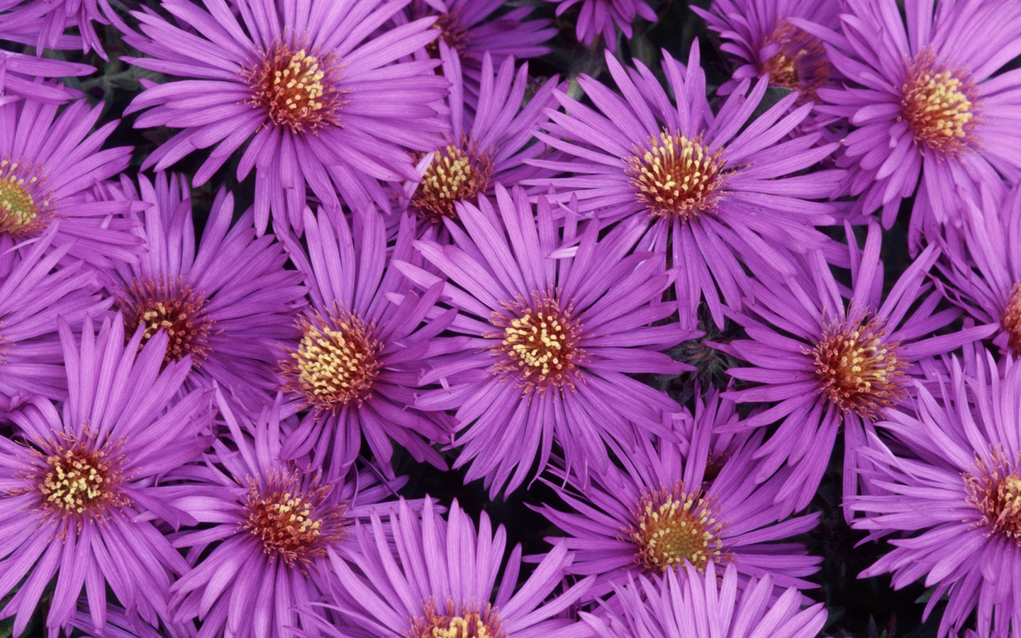 Widescreen-Wallpaper Blumen close-up (32) #8 - 1440x900