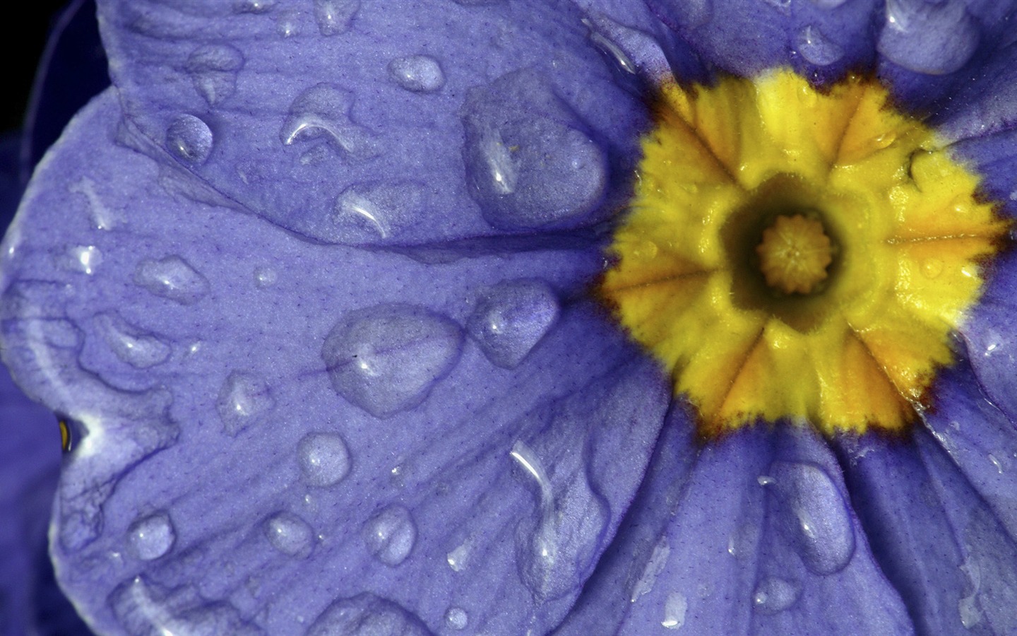 fleurs fond d'écran Widescreen close-up (32) #11 - 1440x900
