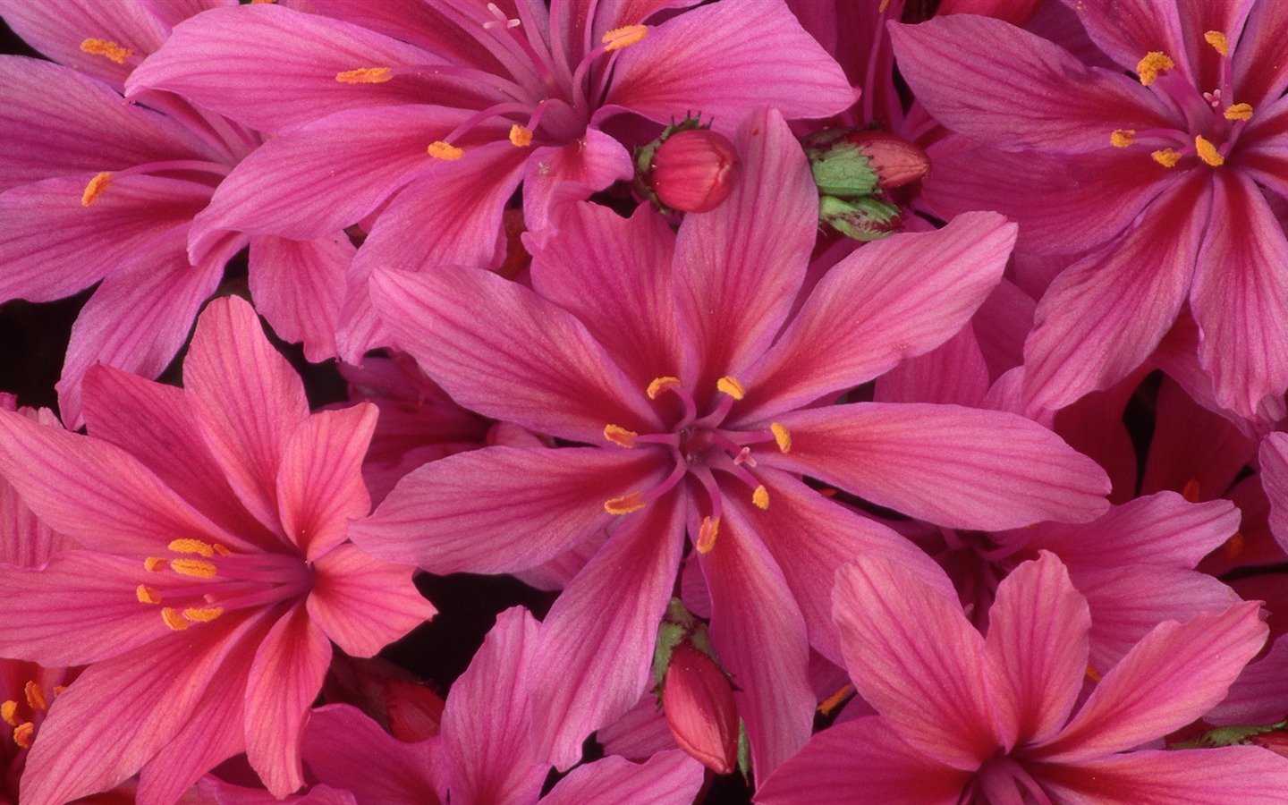 Widescreen wallpaper flowers close-up (32) #15 - 1440x900