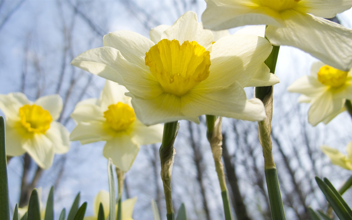 Widescreen wallpaper flowers close-up (32) #16 - 1440x900