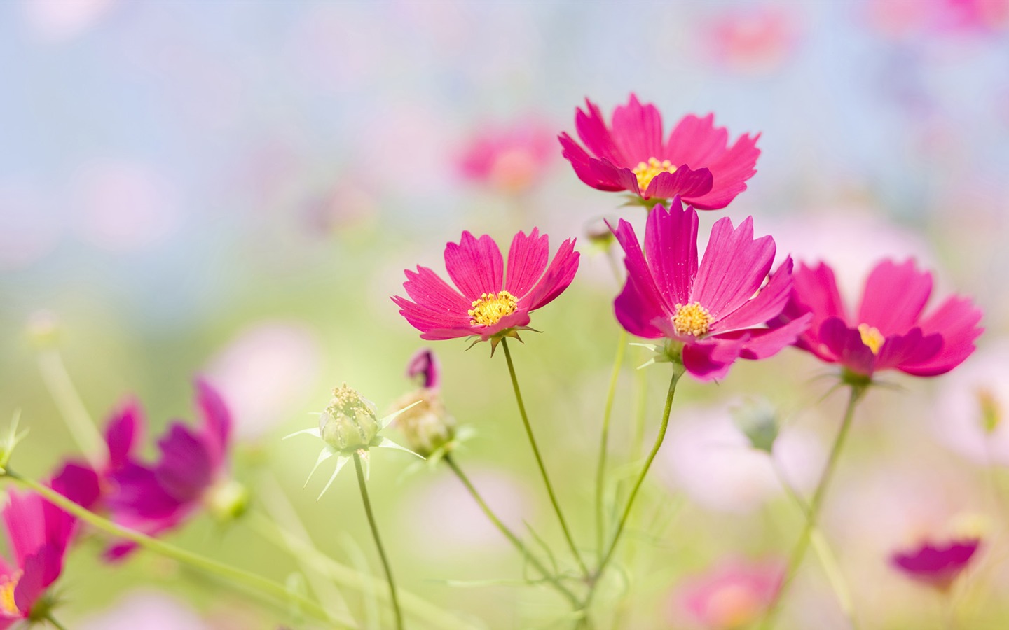 Widescreen wallpaper flowers close-up (33) #1 - 1440x900