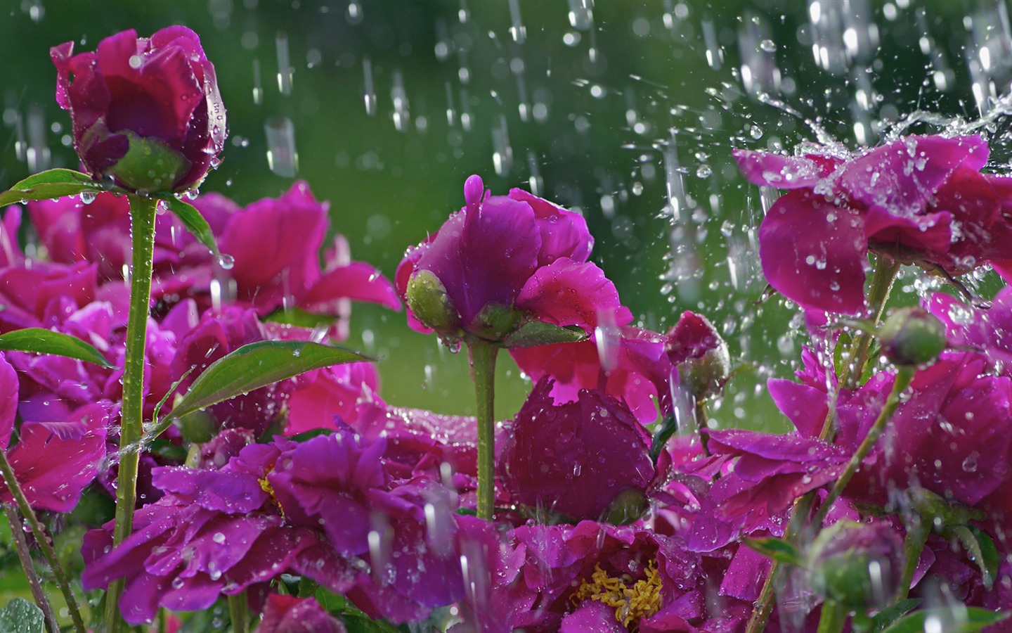 Widescreen wallpaper flowers close-up (33) #2 - 1440x900