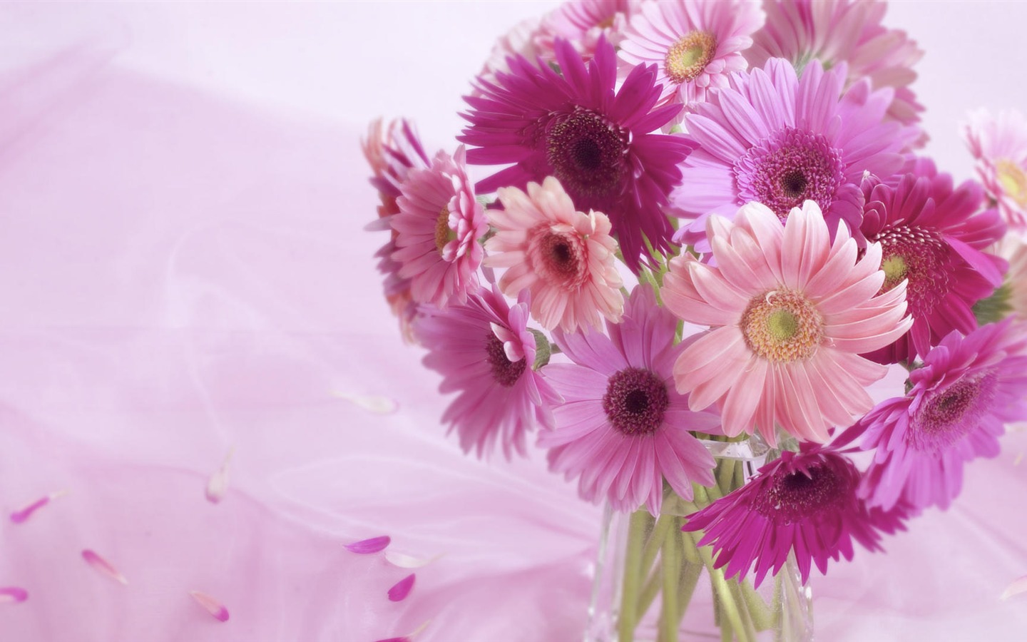 Widescreen-Wallpaper Blumen close-up (33) #3 - 1440x900