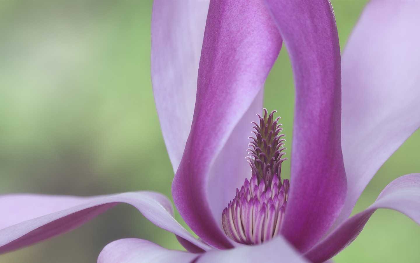 fondos de escritorio de flores con pantalla ancha de cerca (33) #9 - 1440x900