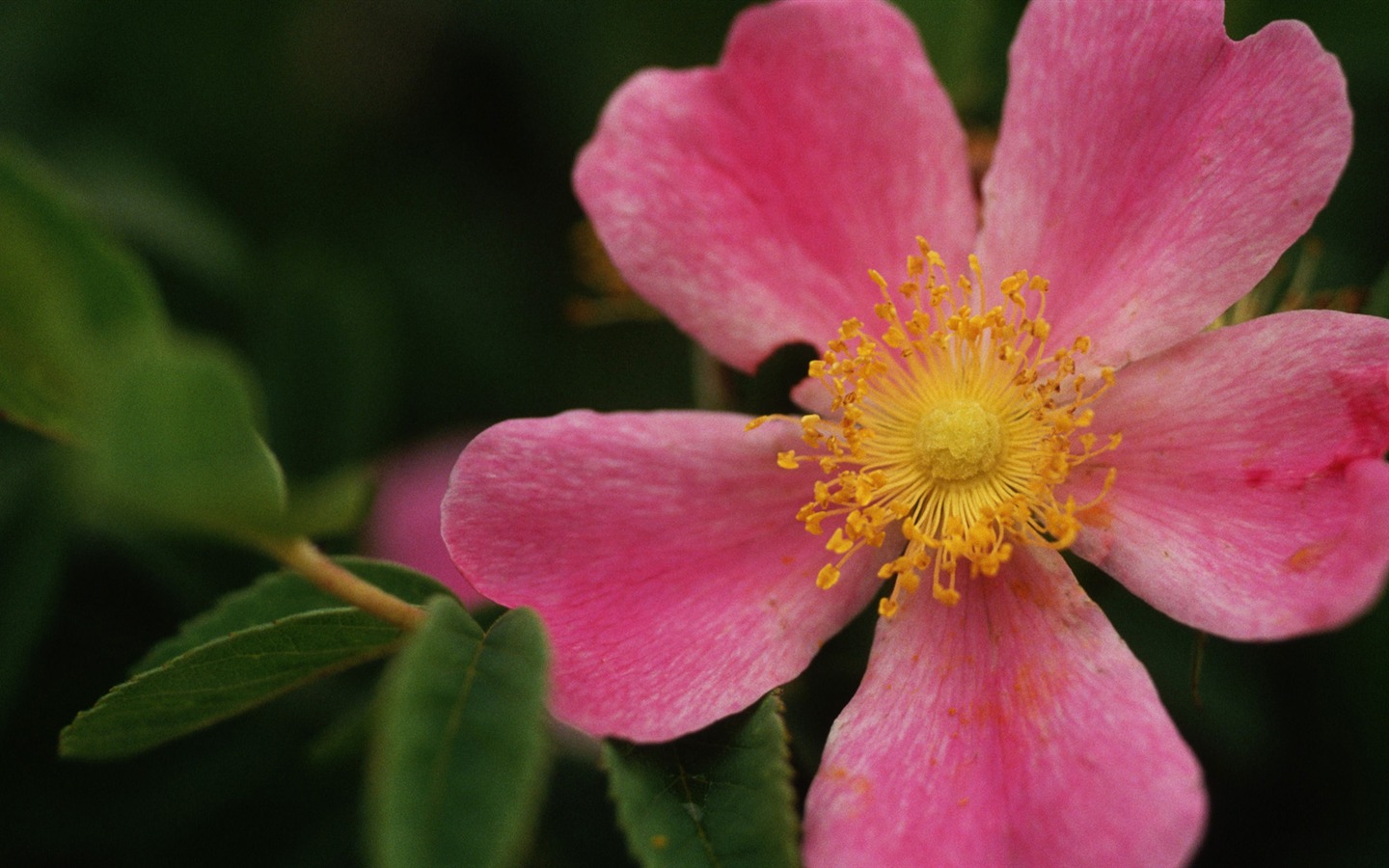 Widescreen wallpaper flowers close-up (33) #11 - 1440x900