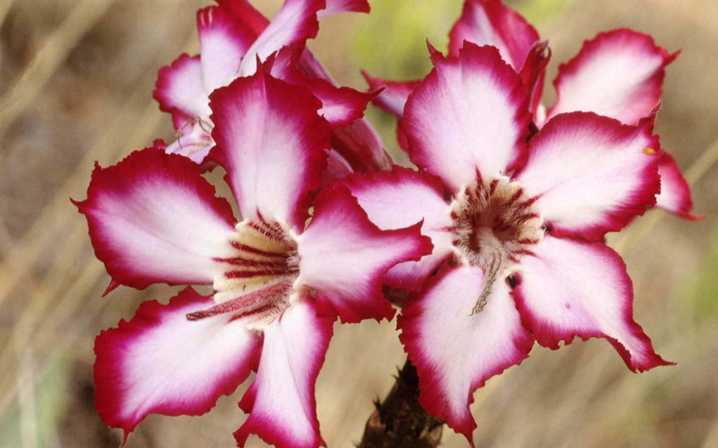 Widescreen wallpaper flowers close-up (33) #15 - 1440x900