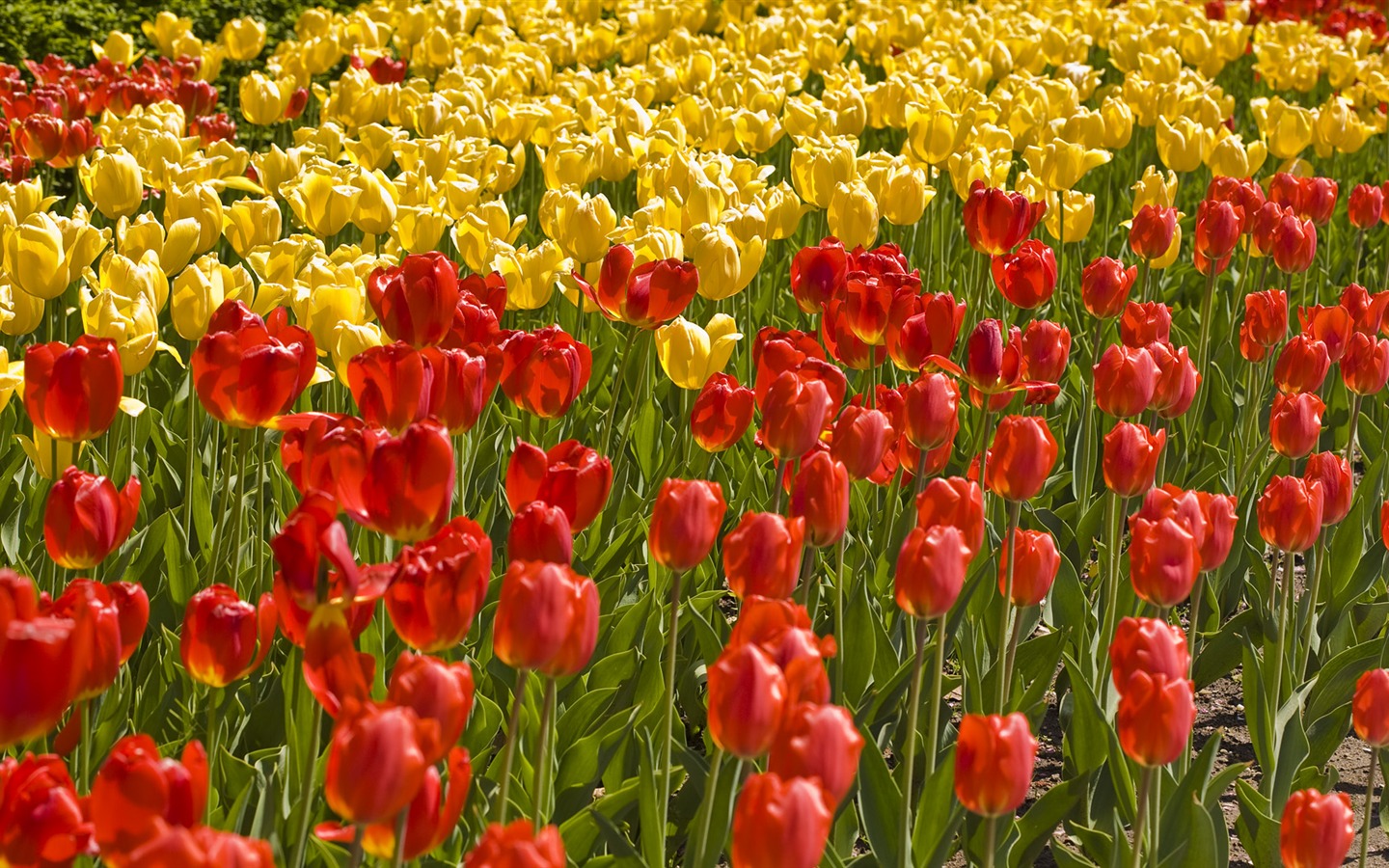 Widescreen wallpaper flowers close-up (33) #16 - 1440x900