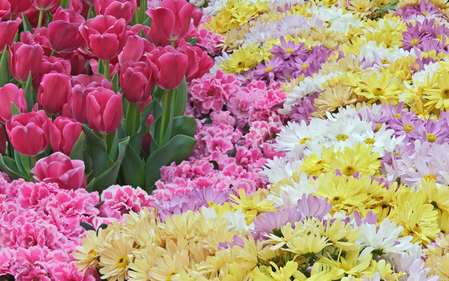 와이드 스크린 벽지의 꽃 가까이에서 (33)까지 #19 - 1440x900