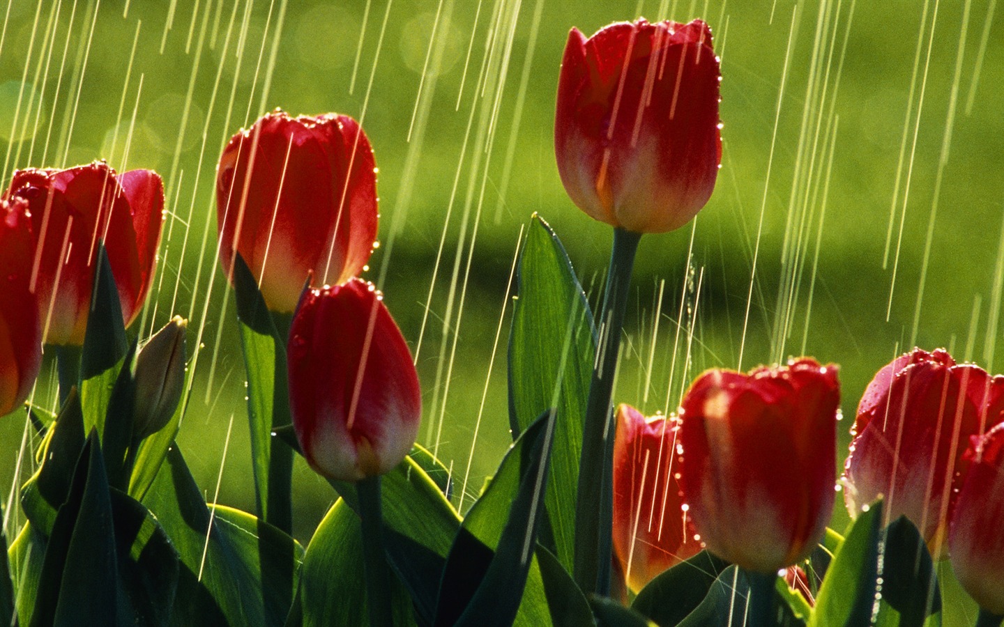 Widescreen wallpaper flowers close-up (33) #20 - 1440x900