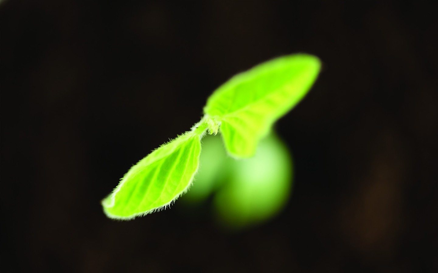 刚发芽的嫩绿幼苗 高清壁纸5 - 1440x900