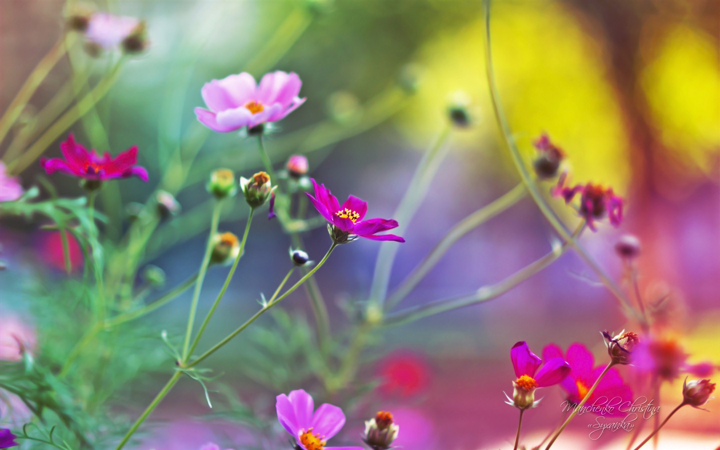 Windows 7 壁紙：夢幻花園 #11 - 1440x900