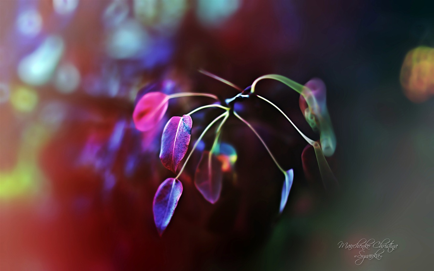 Windows 7 壁紙：夢幻花園 #13 - 1440x900