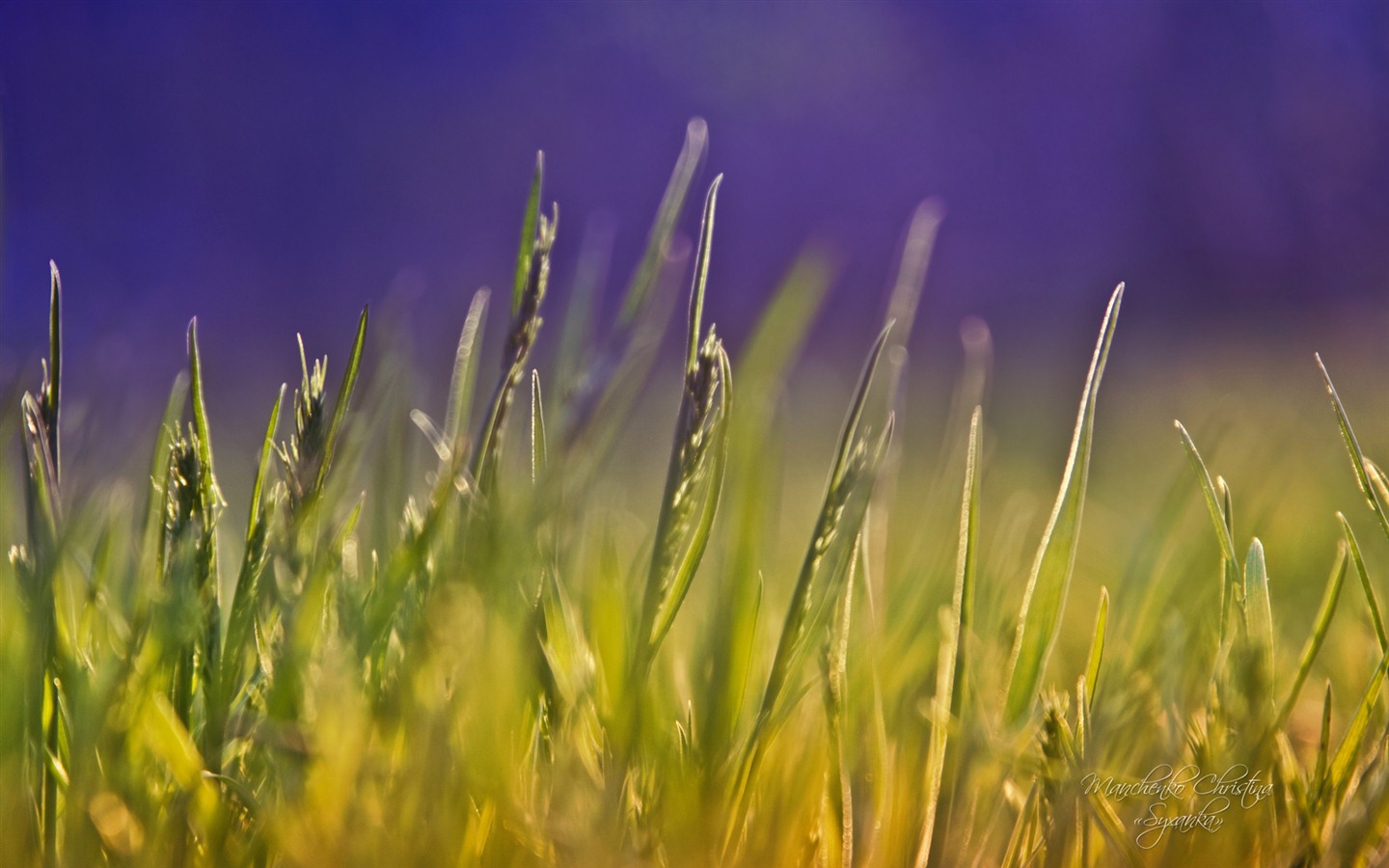 Windows 7 壁紙：夢幻花園 #14 - 1440x900