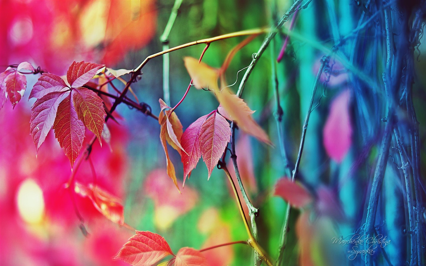 Windows 7 壁紙：夢幻花園 #15 - 1440x900