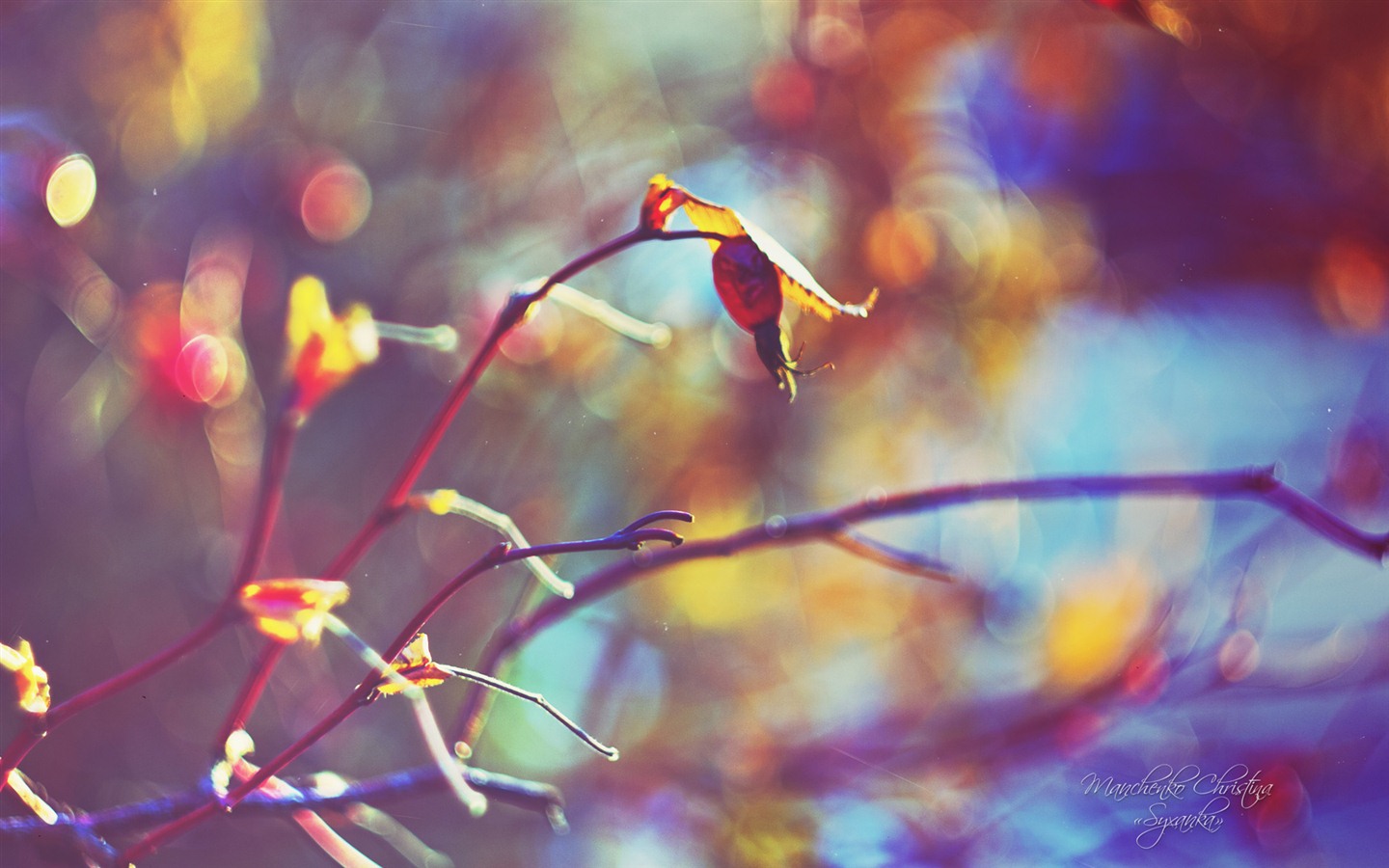 Windows 7 壁紙：夢幻花園 #18 - 1440x900