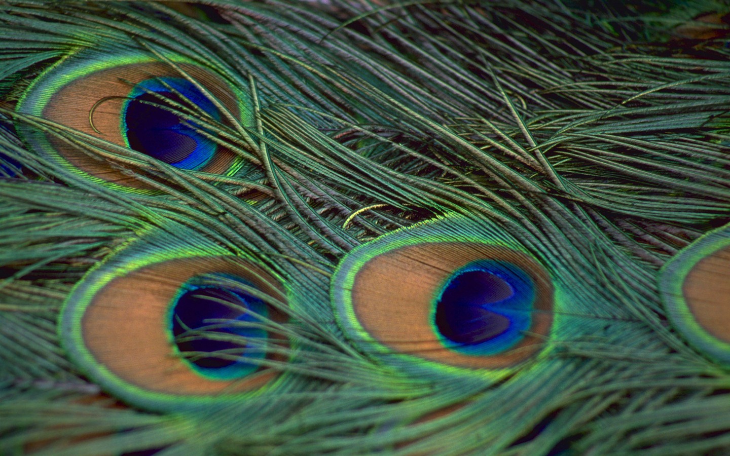 Windows 7 壁纸：美丽的鸟儿14 - 1440x900