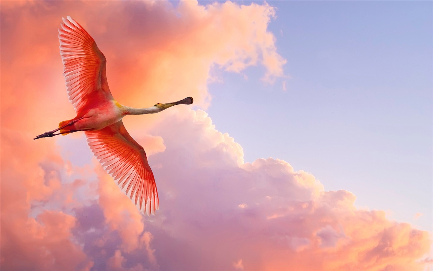 Windows 7 壁紙：美麗的鳥兒 #16 - 1440x900
