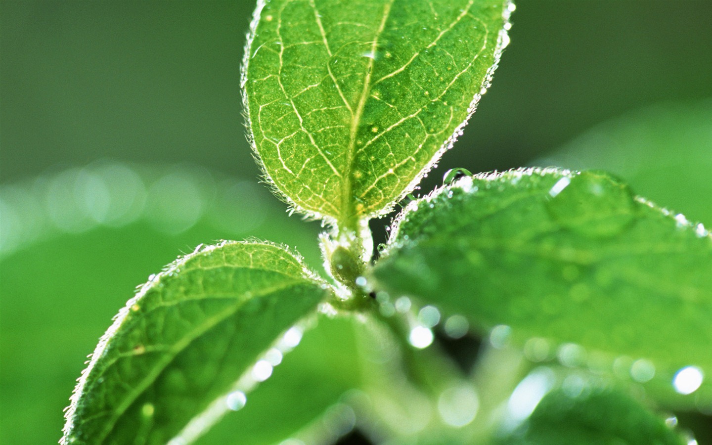 Green leaf with water droplets HD wallpapers #1 - 1440x900