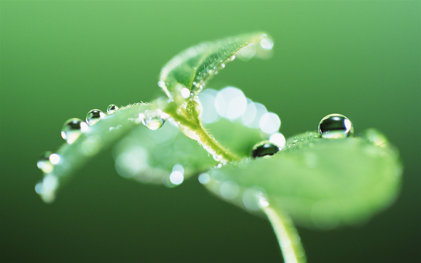 Green leaf with water droplets HD wallpapers #3 - 1440x900