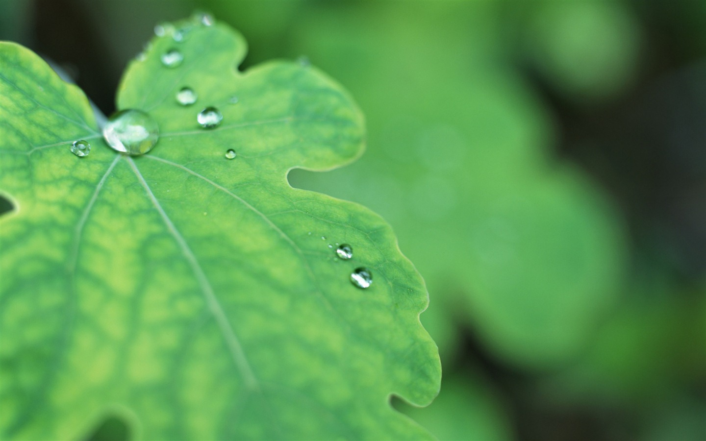 Green leaf with water droplets HD wallpapers #6 - 1440x900