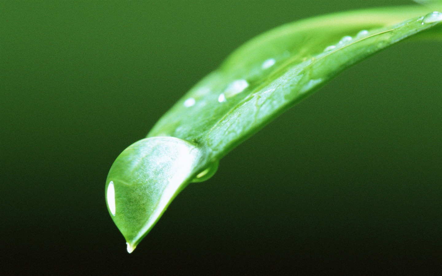 Green leaf with water droplets HD wallpapers #8 - 1440x900