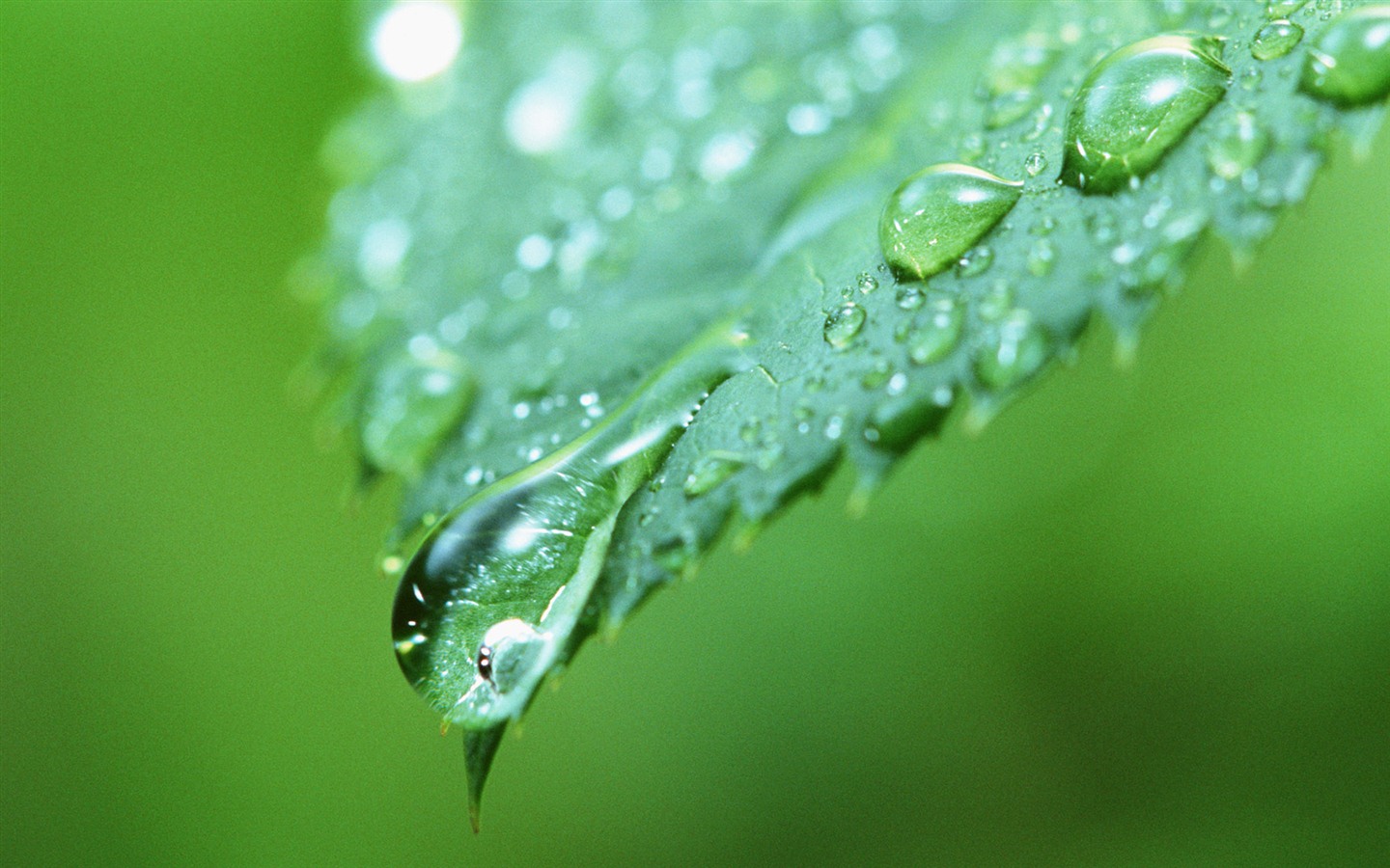 Green leaf with water droplets HD wallpapers #10 - 1440x900