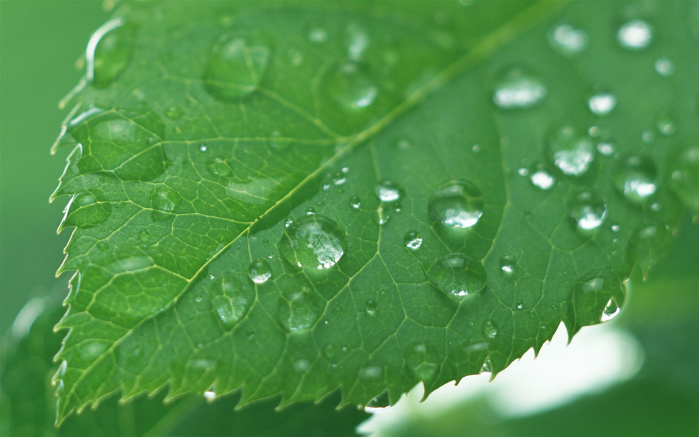 Green leaf with water droplets HD wallpapers #11 - 1440x900