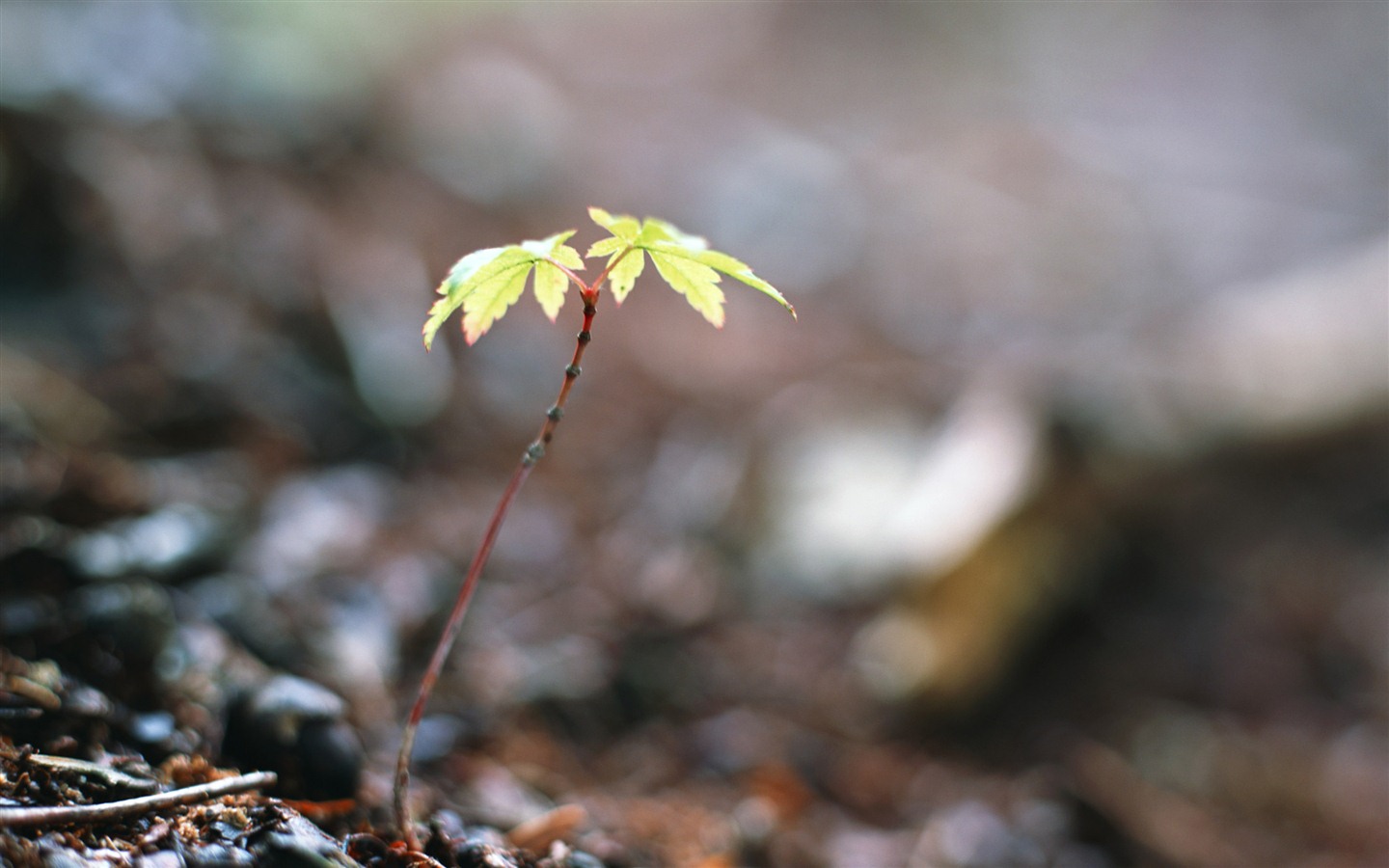 清新的绿芽特写壁纸5 - 1440x900
