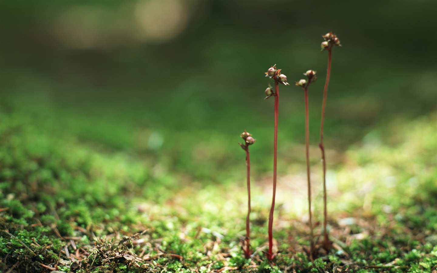 The fresh green shoots close-up wallpaper #14 - 1440x900