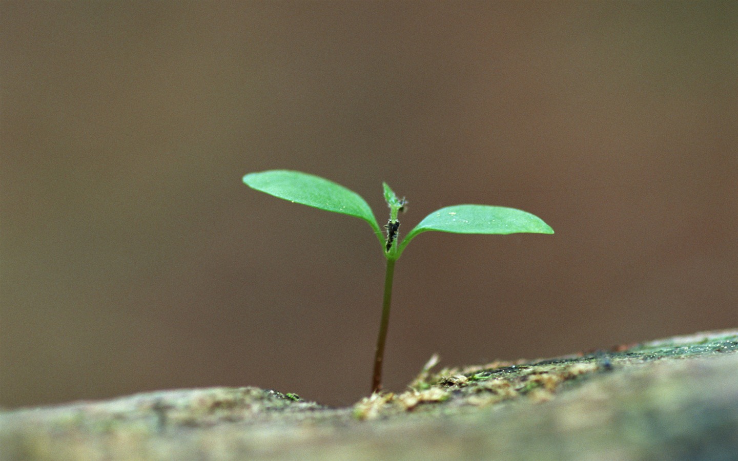 The fresh green shoots close-up wallpaper #19 - 1440x900