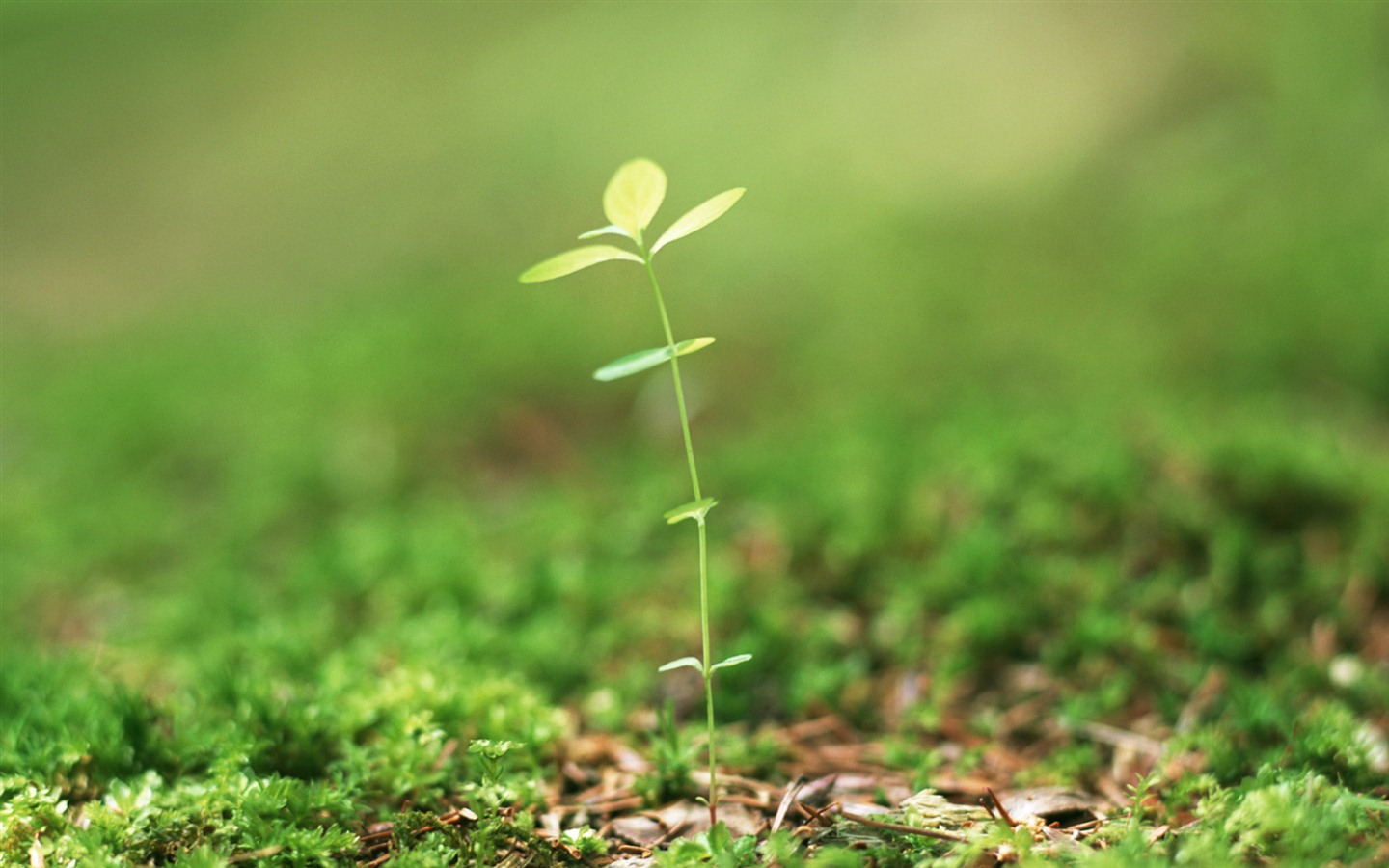 The fresh green shoots close-up wallpaper #23 - 1440x900