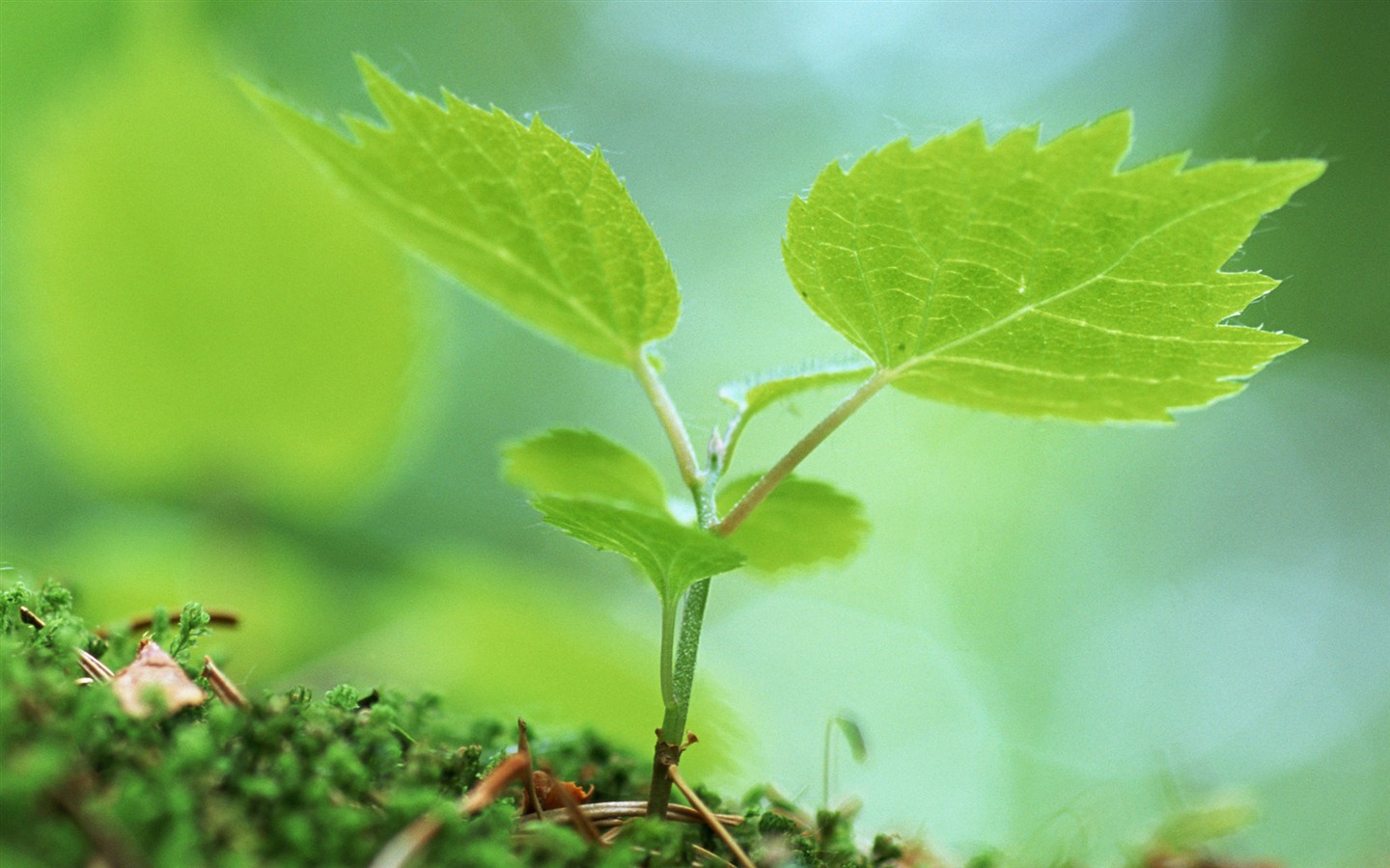 The fresh green shoots close-up wallpaper #24 - 1440x900